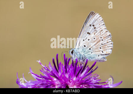 Comune (blu polyommatus icarus) alimentazione sul fiore di un maggiore Fiordaliso (Centaurea scabiosa)., Belgio, Ardenne, fotografia non è girato in città, viroinval Foto Stock