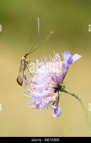 Graffiante a lungo il clacson (nemophora metallica) poggiante su un puntaspilli fiore (scabiosa colombari)., Belgio, Ardenne, fotografia non è girato in città, viroinval Foto Stock