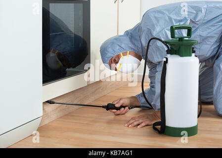 Sterminatore matura la spruzzatura di pesticidi su cabinet in legno di cucina Foto Stock