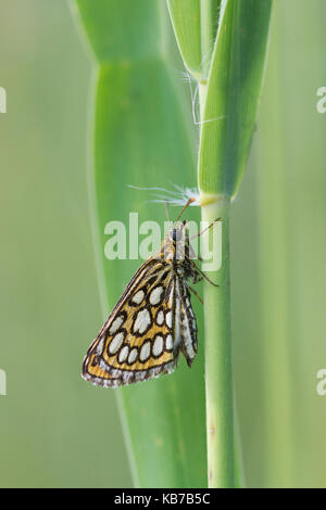 Grande skipper a scacchi (heteropterus morpheus) in appoggio su una paletta di erba, Paesi Bassi, weerterbos Foto Stock