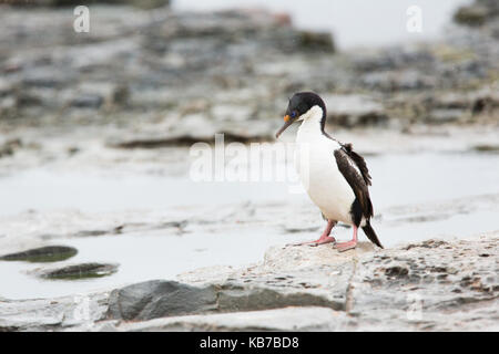 Re cormorano (Phalacrocorax atriceps) a piedi nella tempesta di colonia di allevamento, Isole Falkland, Sea Lion Island Foto Stock