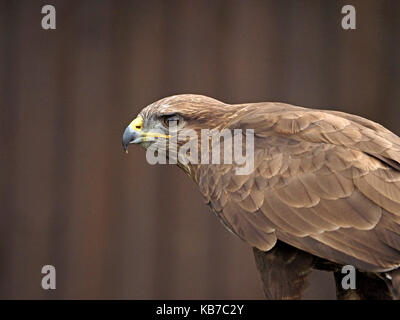 Ritratto di bello captive comune poiana (Buteo buteo) con buon dettaglio piuma a Falconry Centre in Inghilterra Foto Stock