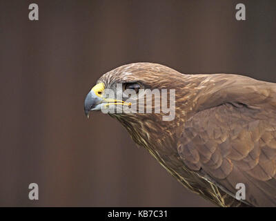 Ritratto di bello captive comune poiana (Buteo buteo) con buon dettaglio piuma a Falconry Centre in Inghilterra Foto Stock