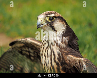Captive Saker x falcon di porpora per schermare preda da altri rapaci presso un centro di falconeria in Inghilterra Foto Stock