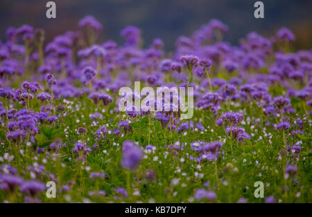 Phacelia fiori di campo fioritura viola la natura campi agricoltura Foto Stock