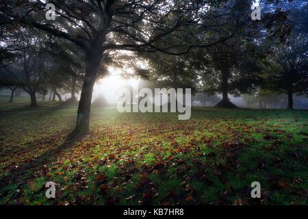 Foschia mattutina a ravenhill park Foto Stock