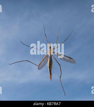 Gru fly - un membro della famiglia di insetti Tipulidae, dell'ordine Ditteri, vero vola nella superfamiglia Tipuloidea. Foto Stock