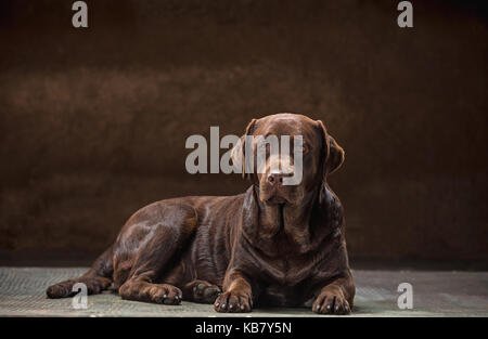 Il ritratto di un nero labrador cane preso contro uno sfondo scuro. Foto Stock