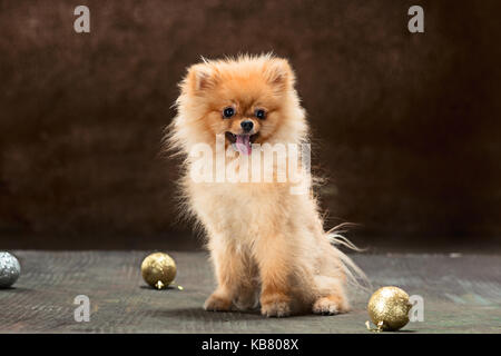 Spitz Cane-studio su uno sfondo neutro Foto Stock