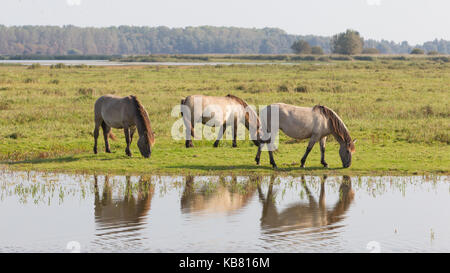 Pascolo cavalli Konik nel nord dei Paesi Bassi Foto Stock