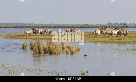 Pascolo cavalli Konik nel nord dei Paesi Bassi Foto Stock