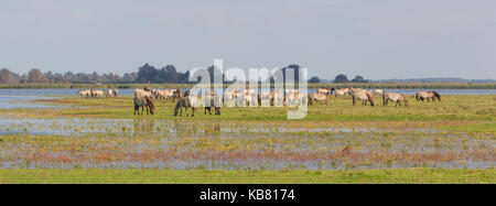 Pascolo cavalli Konik nel nord dei Paesi Bassi Foto Stock