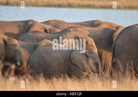 Un branco di elefanti camminare davanti a un foro di acqua da bere nel tardo pomeriggio prima che il sole tramonti - parco nazionale di Pilanesberg, sud africa Foto Stock
