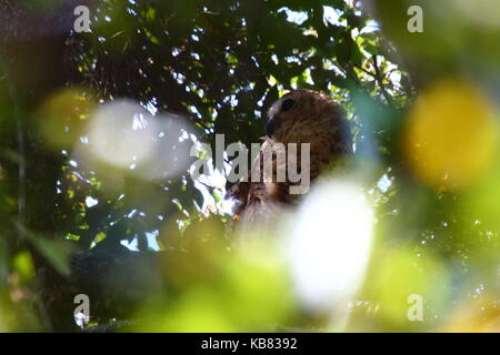 Pel's Fishing Owl, Scotopelia peli, Kasnka National Park, Zambia, Africa Foto Stock