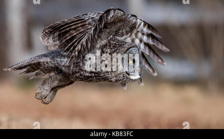 grande gufo grigio Foto Stock