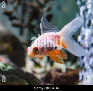 Fancy goldfish, bianco femmina di Moro Foto Stock