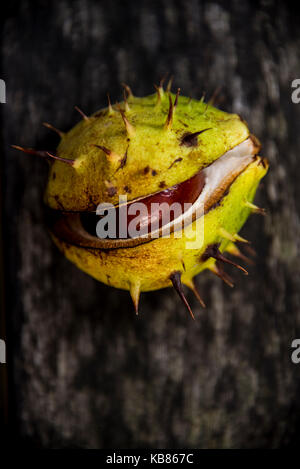 Ippocastano / Conker, Onu aperto caso impulso breve, su un sfondo di legno, REGNO UNITO Foto Stock