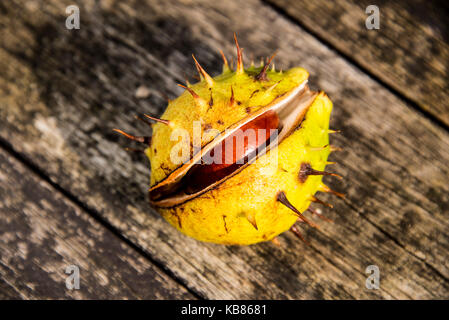 Ippocastano / Conker, Onu aperto caso impulso breve, su un sfondo di legno, REGNO UNITO Foto Stock