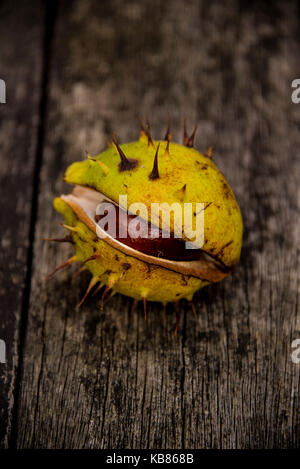 Ippocastano / Conker, Onu aperto caso impulso breve, su un sfondo di legno, REGNO UNITO Foto Stock