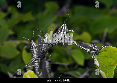 La serie ak grasshopper posti a sedere in un ramo della pianta. Foto Stock