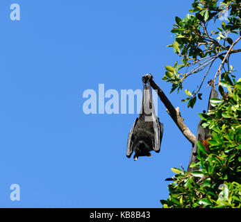 Un Nero Flying Fox (Pteropus alecto) sono ' appollaiati in Lissner Park di Charters Towers, Queensland, QLD, Australia Foto Stock