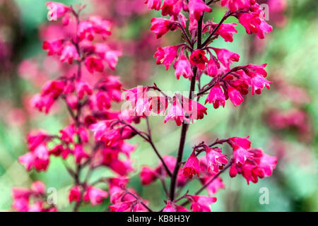 Rosa Viola petali rossi primo piano campane di corallo fiori Heuchera Parigi primo piano Fiore Alum Root steli Bloom settembre Heuchera Hardy Heuchera fiore Foto Stock