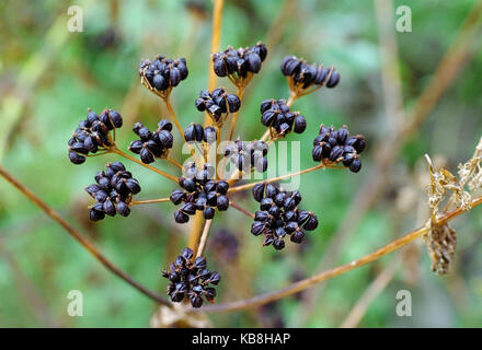 Questi sono i frutti di smyrnium olusatrum, l'alexanders o cavallo prezzemolo Foto Stock