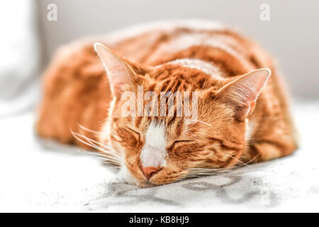 Un giovane gatto di dormire su un divano a casa, dolce e bella. Foto Stock