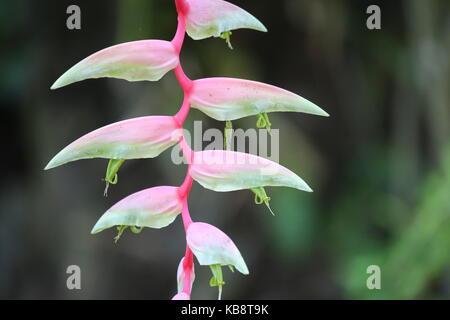 Parrot fiore in Costa Rica Foto Stock