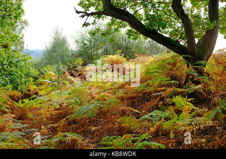 Bracken autunnale, holt Country Park, North Norfolk, Inghilterra Foto Stock