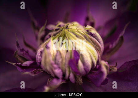 Una macro astratto floreale di un clematide fiore. Foto Stock