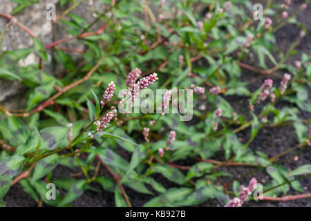 Redshank, Persicaria Maculosa, erbacce che crescono in estate, Regno Unito Foto Stock