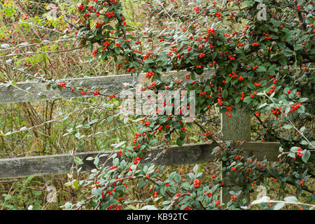 Cotoneaster Hybridus Pendulus cresce su terreni comuni, Dorset, Regno Unito Foto Stock