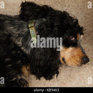 Cocker Spaniel-Finn Foto Stock