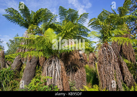 Soft felci arboree / uomo felci (dicksonia Antartide) albero sempreverde fern nativo di Australia orientale Foto Stock