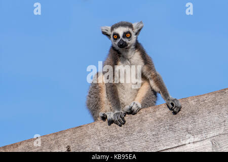 Ritratto di ring-tailed lemur (Lemur catta) seduti sulla costruzione in legno, nativo del Madagascar Foto Stock