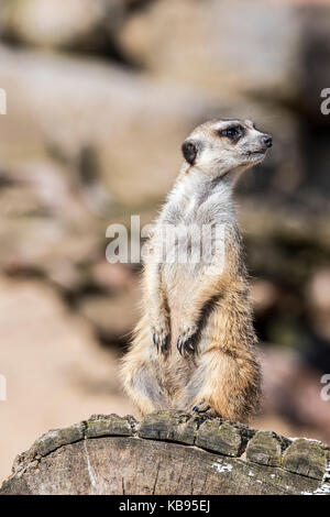 Meerkat / suricate (suricata suricatta) sul belvedere, agendo come una sentinella guardando per pericolo Foto Stock