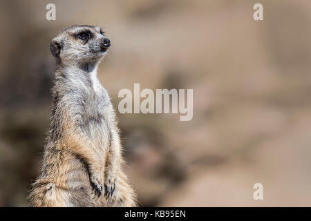 Meerkat / suricate (suricata suricatta) sul belvedere, agendo come una sentinella guardando per pericolo Foto Stock