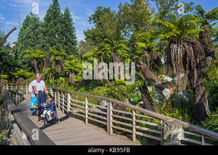 Visitatori sul marciapiede oltrepassando soft felci arboree / uomo felci nativo di Australia in pairi daiza, zoo e giardino botanico a brugelette, Belgio Foto Stock