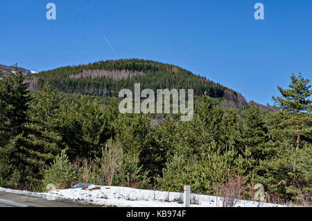 Magnetico scena invernale sul bosco misto in montagna Vitosha, Bulgaria Foto Stock