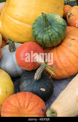 La zucca, la zucca e squash display a Daylesford Organic farm shop festival d'autunno. Daylesford, Cotswolds, Gloucestershire, Inghilterra Foto Stock