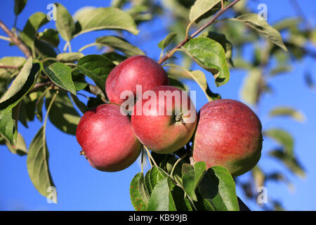 Succose mele su un ramo Foto Stock