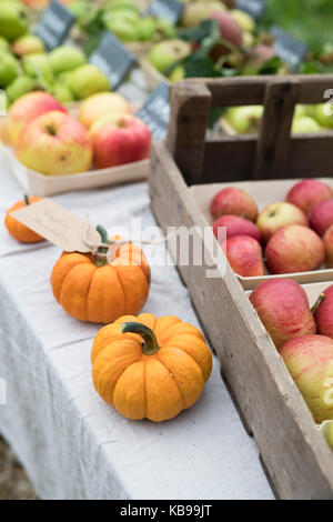 Munchkin zucca e mele display a Daylesford Organic farm shop festival d'autunno. Daylesford, Cotswolds, Gloucestershire, Inghilterra Foto Stock