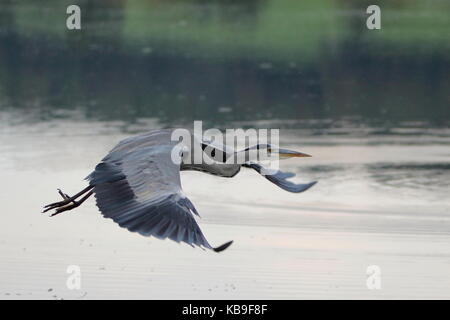 Airone cenerino, Ardea cinerea in volo a Leighton Moss RSPB riserva; LANCASHIRE REGNO UNITO Foto Stock