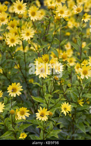 Helianthus 'lemon queen' fiori perenni. girasoli. Foto Stock