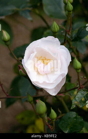 Rosa "Blush Noisette' Fiore. Foto Stock