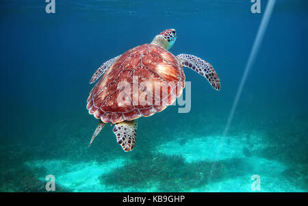 Hol chan national park, il Belize, scuba diving con tartarughe Foto Stock