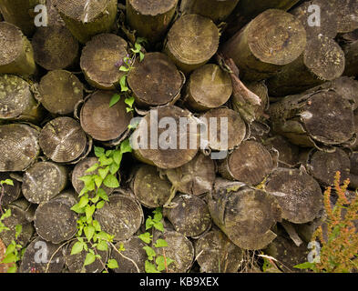 I rotoli che devono essere usati per la metropolitana pit puntelli impilati fino all'esterno ex collier building. Blaenavon, REGNO UNITO Foto Stock