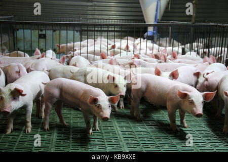 Industriali di allevamento di suini da allevamento poco porci Foto Stock