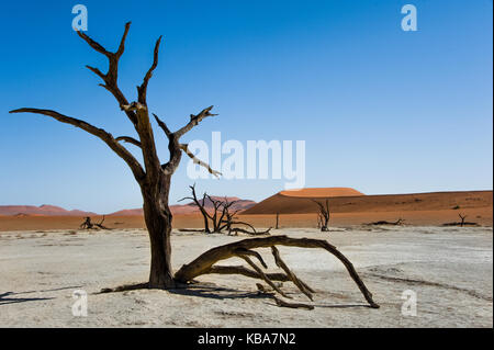 Alberi simmetrici, Dead Vlei, sossusvlei, Namibia Foto Stock